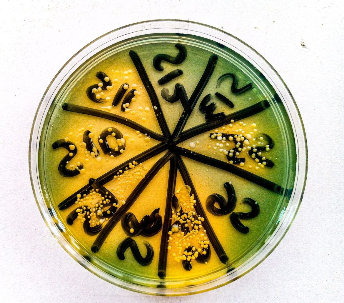 Laboratory research with petri dishes